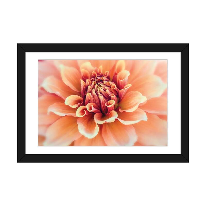 iCanvas "Macro Of A Dahlia Variety X, Canby, Clackamas County, Oregon